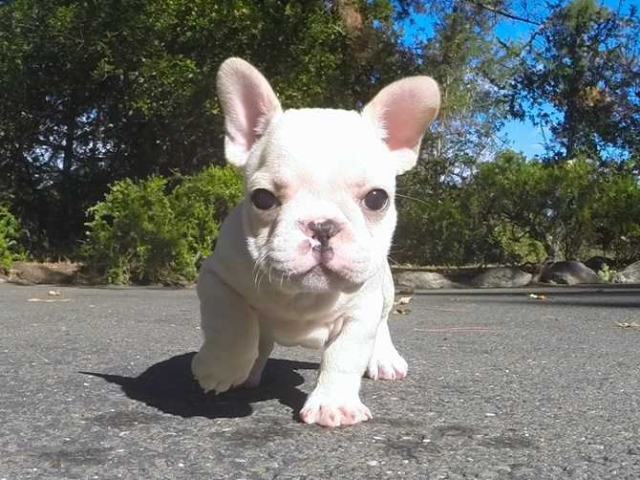 Ultimate show quality French Bulldog puppies for sale Bengaluru