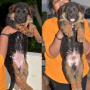 Champion German Shepherd Puppy Available for Sale in Coimbatore