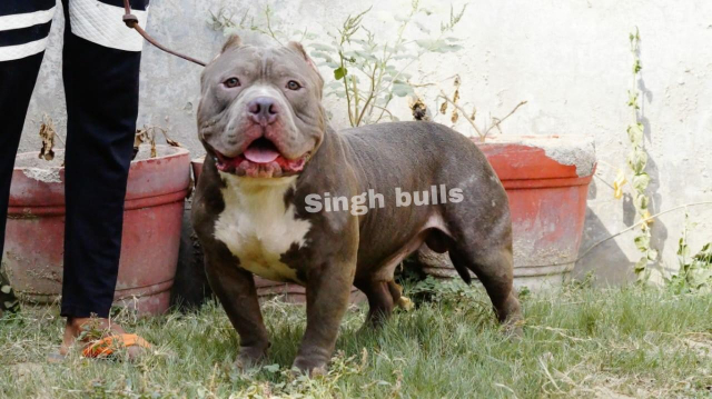 American bully puppies in India Singh Bulls kennel Delhi