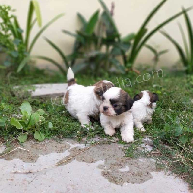 Shih-tzu Puppies Available for sale in Hyderabad Telangana
