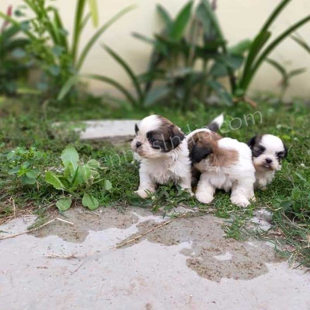 Shih-tzu Puppies Available for sale in Hyderabad Telangana