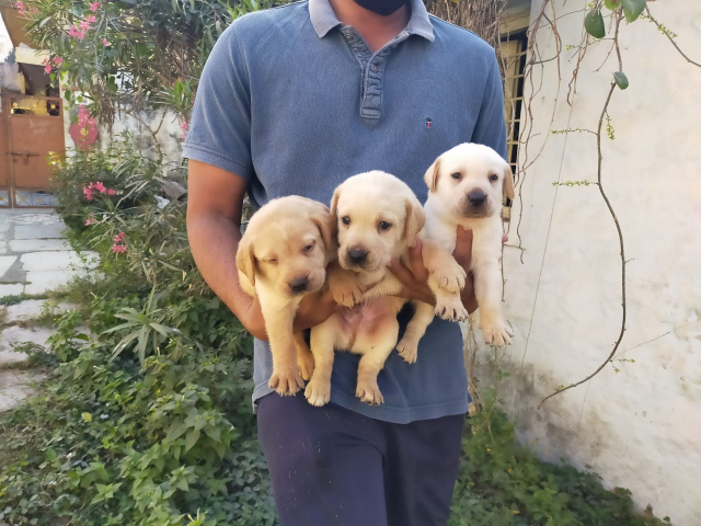 Top Quality Labrador Puppies For Sale In Ameerpet Hyderabad
