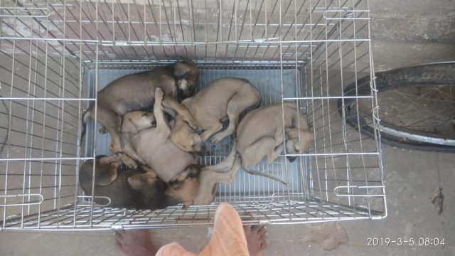 Chippiparai puppies for sale in Chennai
