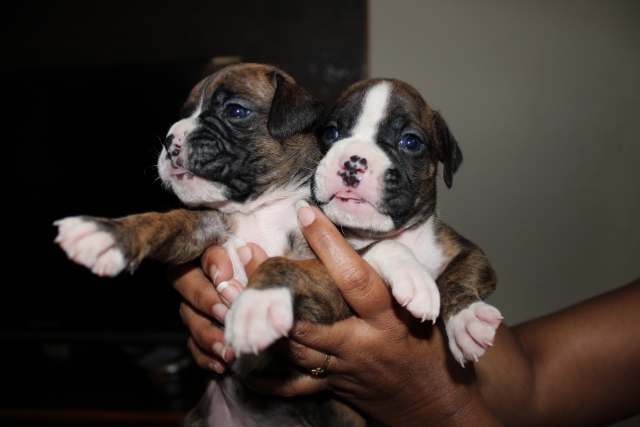 Champion Line Boxer Puppies for sale in Hyderabad Telangana
