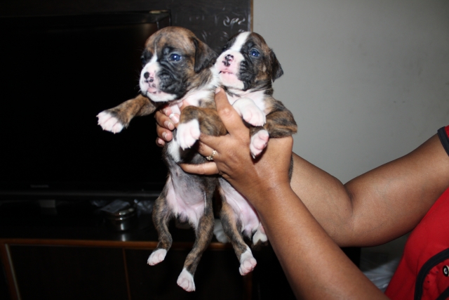 Champion Line Boxer Puppies for sale in Hyderabad Telangana