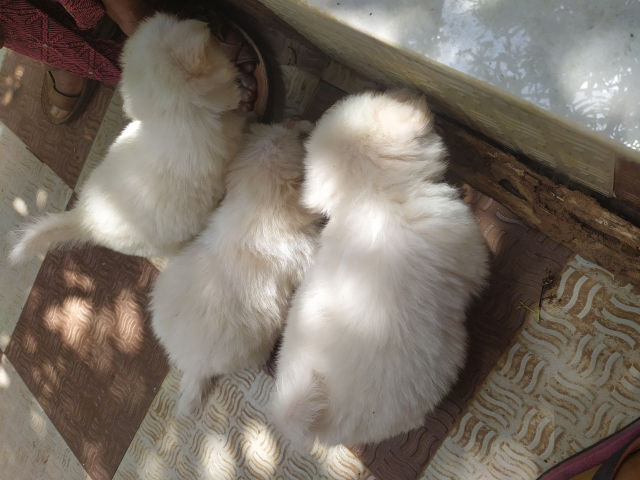 Pomeranian 3 male puppy for sale in Thiruvananthapuram