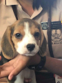 Beagle female puppy for sale in Bangalore Karnataka