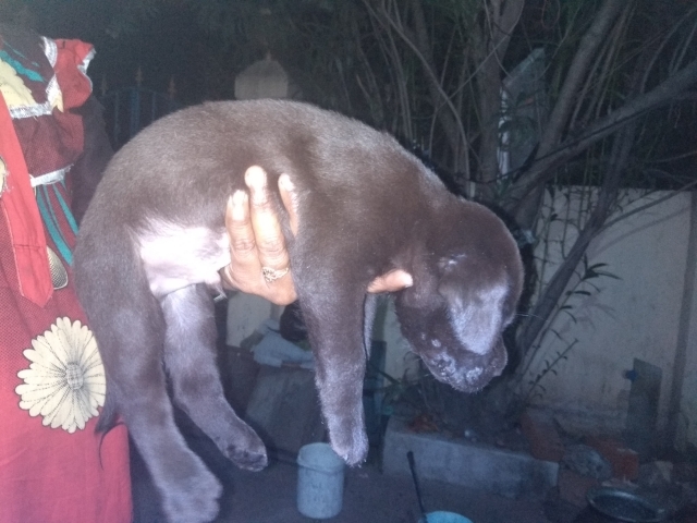 Labrador retriever for sale in Chennai