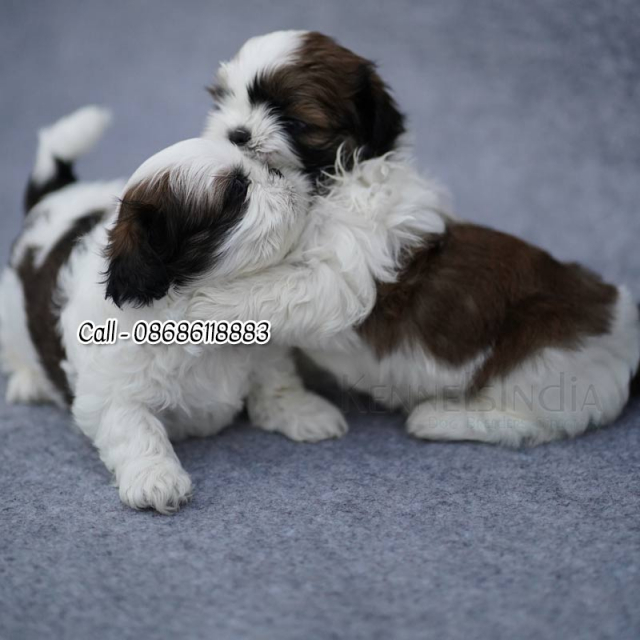Shih Tzu Puppies Available for sale Hyderabad Telangana