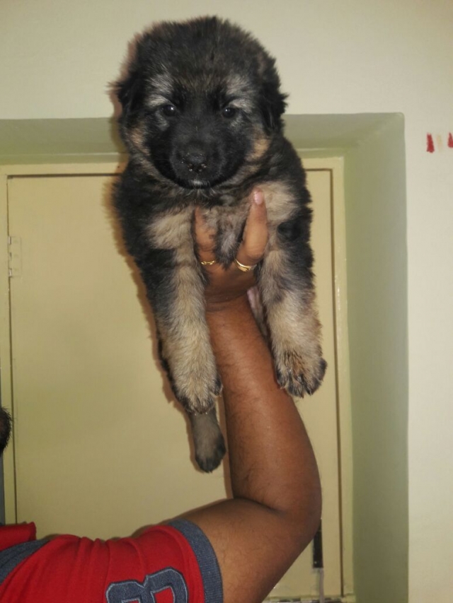 2 months old german shepherd puppy for sale in maharashtra
