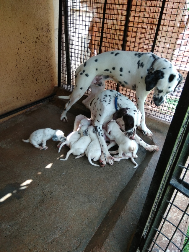 Pet Quality Dalmatian puppies for sale in Coimbatore
