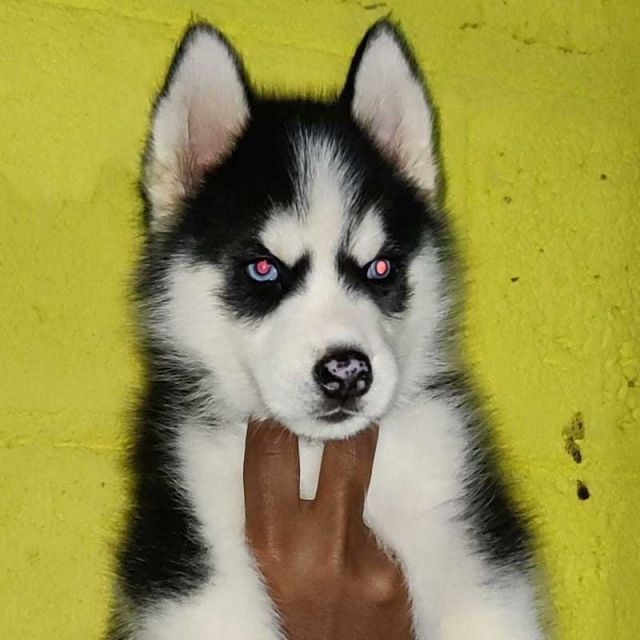 Show quality Male Siberian Husky with blue Eyes sale in Hyderabad