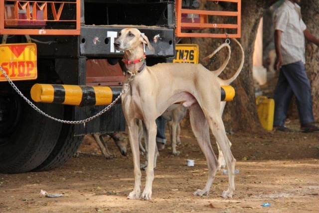Chippiparai Kanni dogs for sale in Madurai