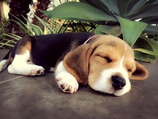 ExuallyTrans Beagle Dog Puppy Price In Chennai