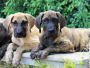 brindle and fawn Great Dane puppies