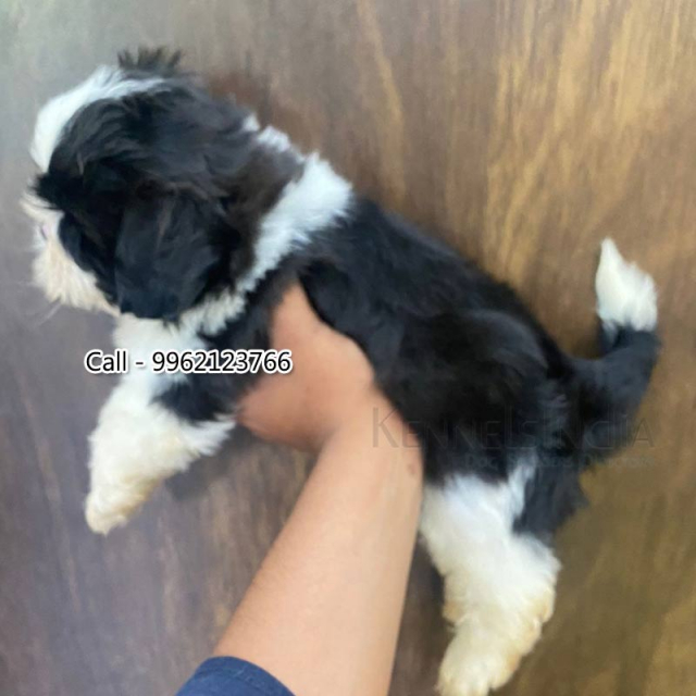Shih Tzu black and white puppy available for sale in Chennai