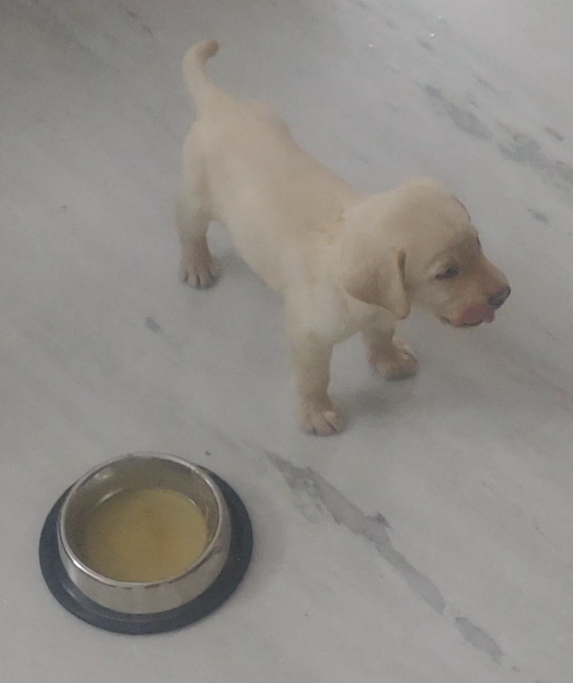 Labrador Male Puppy for Sale 2 months old Hyderabad