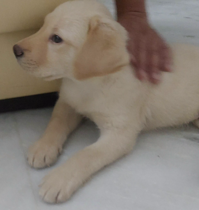 Labrador Male Puppy for Sale 2 months old Hyderabad