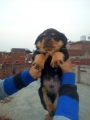 Best quality rottweiler puppies are available in Kanpur