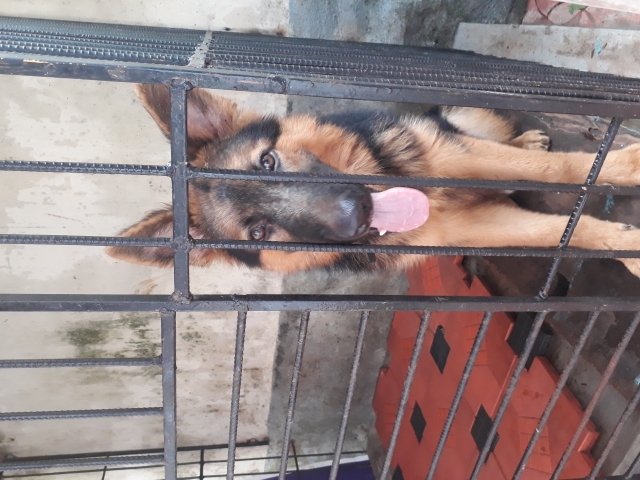 Heavy bone pet quality German Shepherd puppy for sale in kerala
