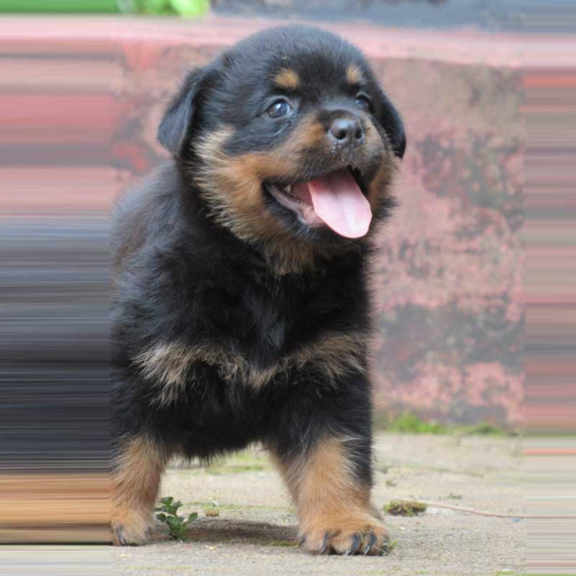 Champion blood line Rottweiler Puppy for sale in Calicut