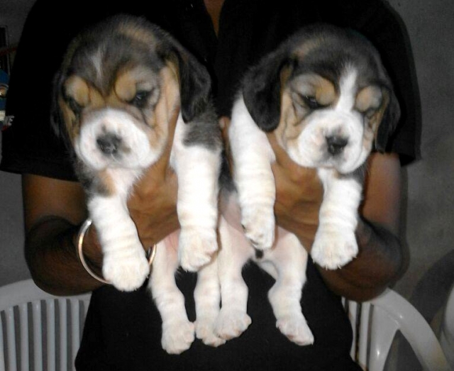 Beagle Puppies in delhi