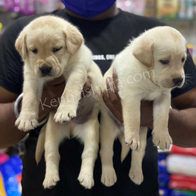 Best Labrador Puppies Available For Sale in Pune, Maharashtra