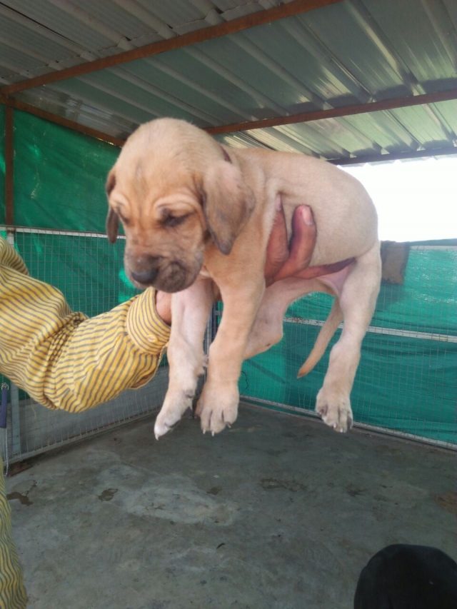 Fawn color Great Dane Puppy  for sale in Vadodara Gujarat