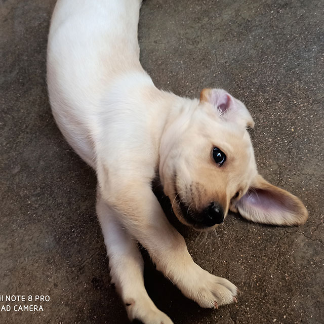Male Labrador Puppy for sale in Bengaluru
