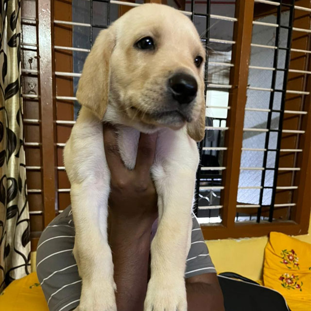 Male Labrador Puppy for sale in Bengaluru