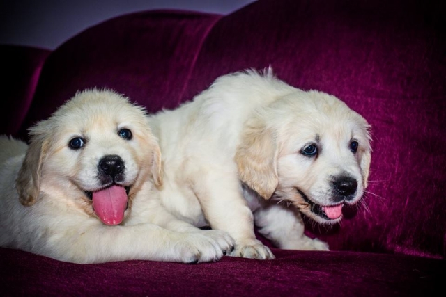 show quality heavy size golden retriever available in Chennai