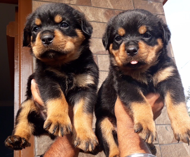 Rottweiler Puppies for sale in Bengaluru