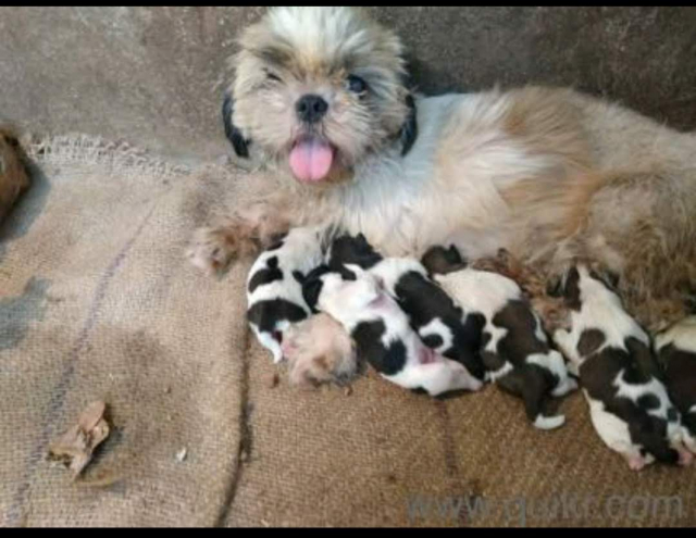 Top quality Lhasa Apso puppies for sale in Hyderabad