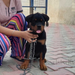 Famous Dog Enero se ungo Rottweiler Puppies available for sale