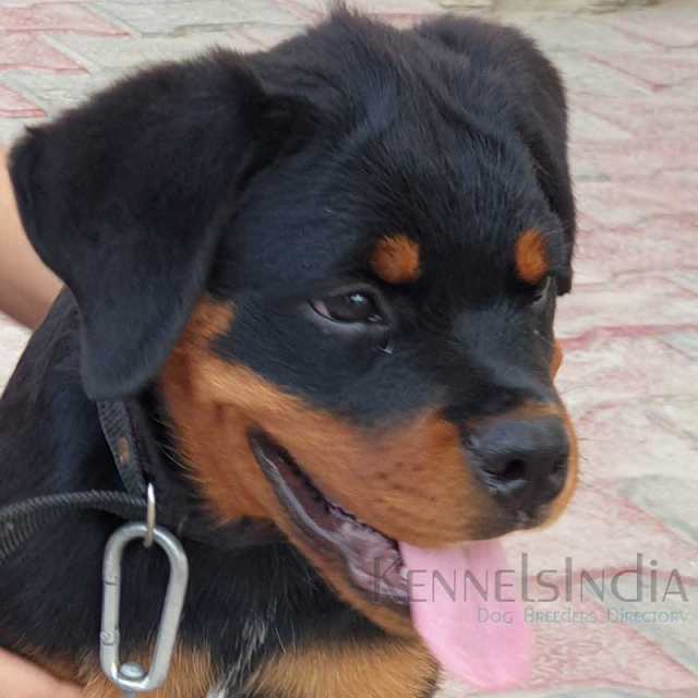 Famous Dog Enero se ungo Rottweiler Puppies available for sale