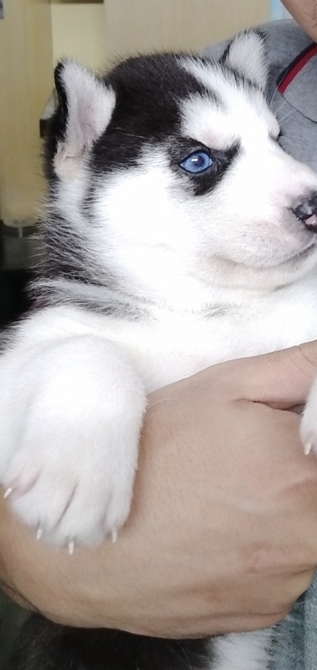 Syberian husky puppies with blue eye and gray eyes