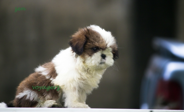 Top Quality shihtzu pups with proven blood lines available