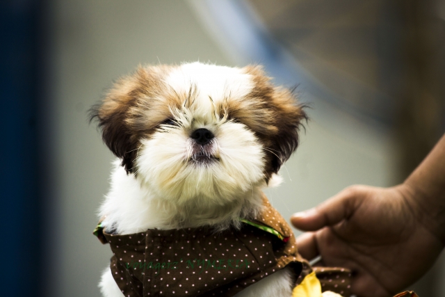 Top Quality shihtzu pups with proven blood lines available
