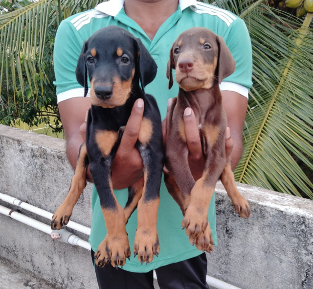Vaccinated and Certified Doberman Puppies for Sale in Chennai