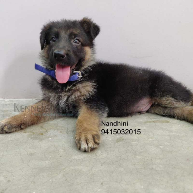 2 months old long coat German Shepherd puppy in Allahabad