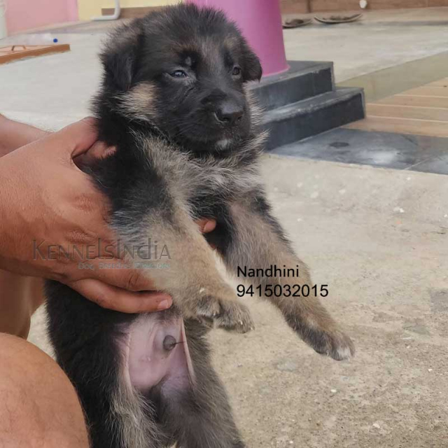 2 months old long coat German Shepherd puppy in Allahabad