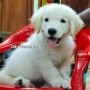 3 Months Old Healthy Golden Retriever Puppy Available Chennai