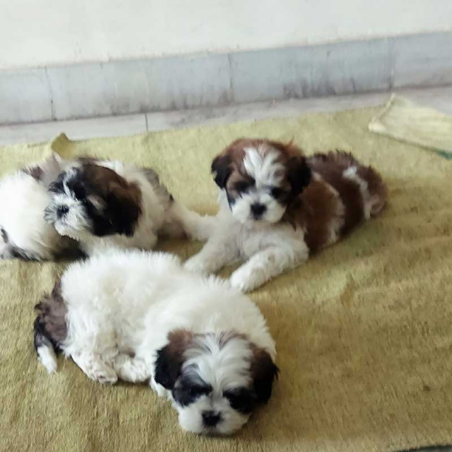 Shih Tzu Puppies for sale in Chandigarh