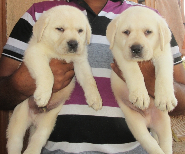 Top quality Labrador Retriever puppy for sale in Pune India