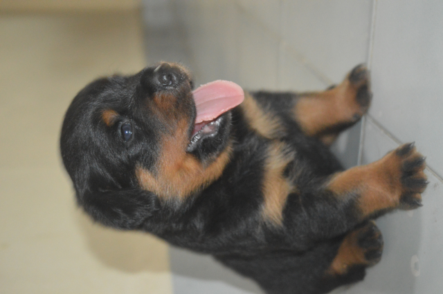 Quality Rottweiler puppy available for sale in Thane Maharashtra