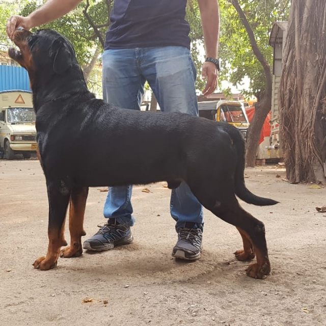 Quality Rottweiler puppy available for sale in Thane Maharashtra