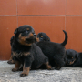 Rottweiler puppies for sale in Wayanad Kerala