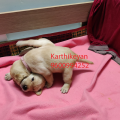 KCI Certified Labrador Puppy for sale in Chennai