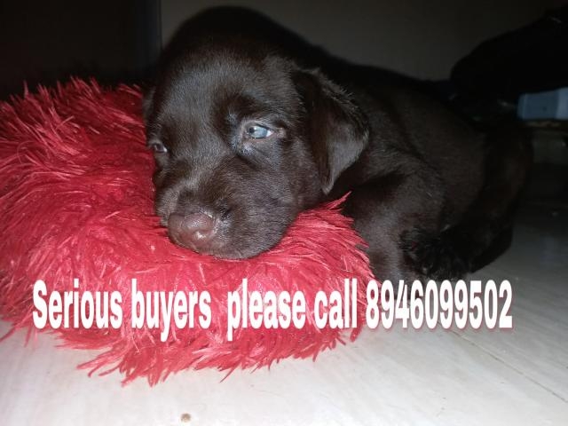 Chocolate color Labrador Retriever Male Puppy for sale