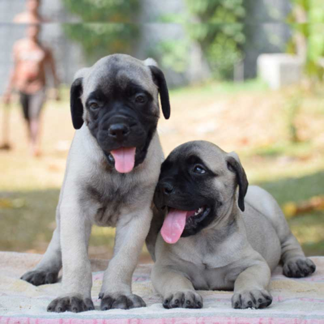 Excellent Quality Bullmastiff Puppies for sale in Aluva Kerala